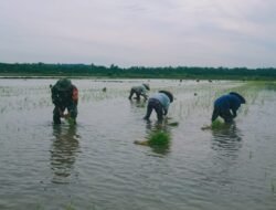 Babinsa Koramil 426-05 PA, Terjun Langsung Ke Sawah, Bantu Petani Proses Penanaman Padi