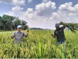 Kegiatan Panen Padi Kampung Pendowo asri, Dente Teladas