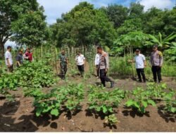 Kegiatan Panen Padi Kampung Pendowo asri, Dente Teladas