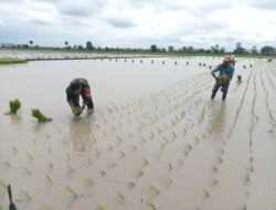 Babinsa Koramil 426-03/Rawajitu Melaksanakan Kegiatan Pendampingan Pertanian Menanam Padi Bersama Masyarakat