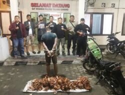 Tekab 308 Presisi Polres Tulang Bawang Tangkap Pelaku Spesialis Curat Kabel PLN Yang Merupakan DPO dan Residivis