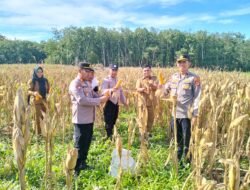 Dukung Program Ketahanan Pangan, Kasat Binmas Polres Tulang Bawang Hadiri Panen Raya Tanaman Jagung
