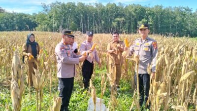 Dukung Program Ketahanan Pangan, Kasat Binmas Polres Tulang Bawang Hadiri Panen Raya Tanaman Jagung