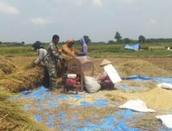 Babinsa 426-02 Menggala Terjun Langsung Bantu Panen Padi