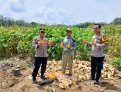 Dukung Penuh Program Ketahanan Pangan, Polsek Banjar Agung Bersama Poktan Harapan Jaya Gelar Panen Raya Jagung