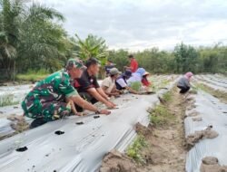 Babinsa 426-02 Menggala Terjun Langsung, Pendampingan Ketahanan Pangan Metode Tanam Cabe