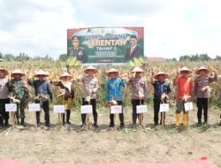 Kapolres Tulang Bawang Hadiri Panen Jagung Serentak Tahap 2, Berikut Lokasi dan Hasilnya