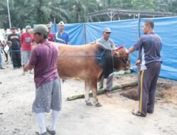 Momen Hari Raya Idul Adha 1446 H, Polres Tulang Bawang Sembelih 15 Ekor Hewan Kurban
