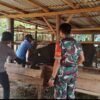 Babinsa Koramil 426-05/PA Anjangsana ke Peternakan Sapi Warga Binaan