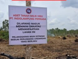 PT. Indo Lampung Perkasa Usir Petani Menanam Padi di Tepi Sungai Tulang Bawang