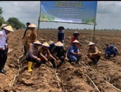 Polres Tulang Bawang Perkuat Sinergi Tni–Polri Dalam Program Nasional Penanaman Tebu 2025,Kolaborasi Lintas Sektor Diapresiasi sebagai Langkah Strategis Menuju Kemandirian Gula Nasional
